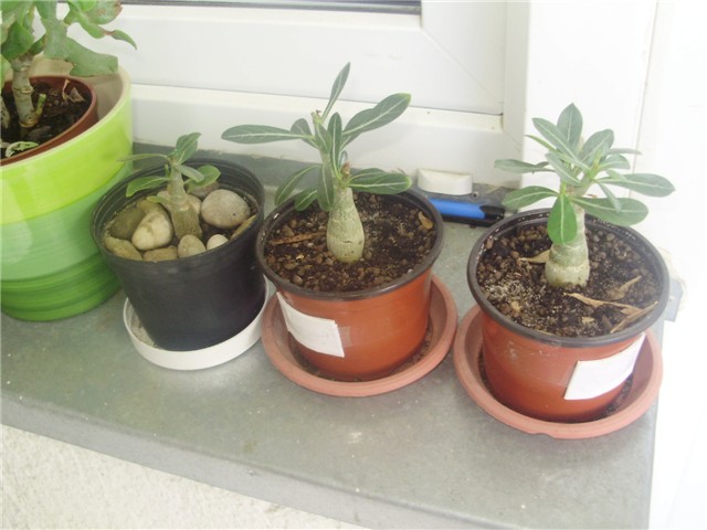 adenium